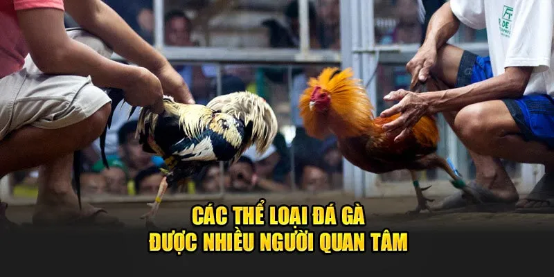 Các thể loại đá gà được nhiều người quan tâm nhờ sức hấp dẫn của nó