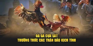 đá gà cựa sắt