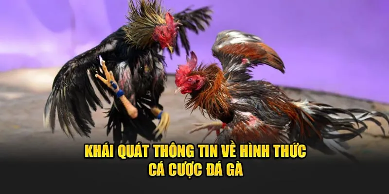 Khái quát thông tin về hình thức cá cược đá gà