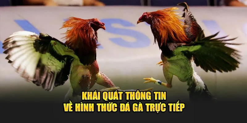 Khái quát thông tin về hình thức đá gà trực tiếp C2