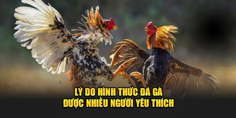 Lý do hình thức đá gà trực tiếp C2 được nhiều người yêu thích