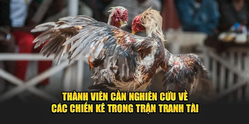 Thành viên cần nghiên cứu về các chiến kê trong trận tranh tài